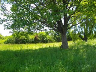 Listing ID 86449
