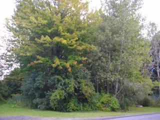 Listing ID 87141